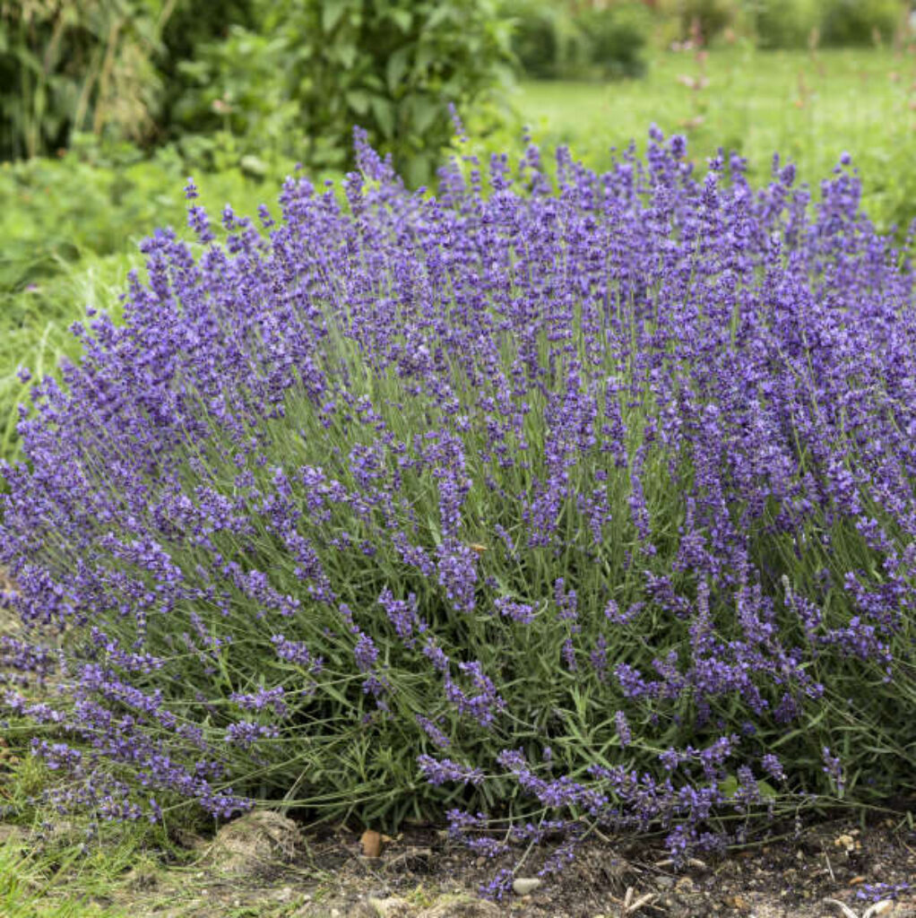 Lavandula SWEET ROMANCE - Buy Lavender Perennials Online