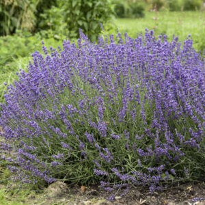 Organic Lavandula x intermedia White Grosso Lavender Plants from Mountain  Valley Growers