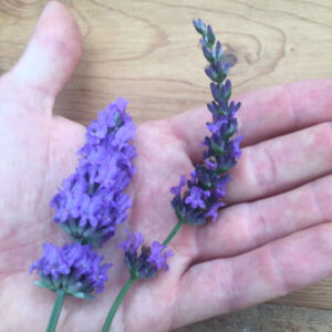 Lavender Live Plant - 100% Organic - NON-GMO