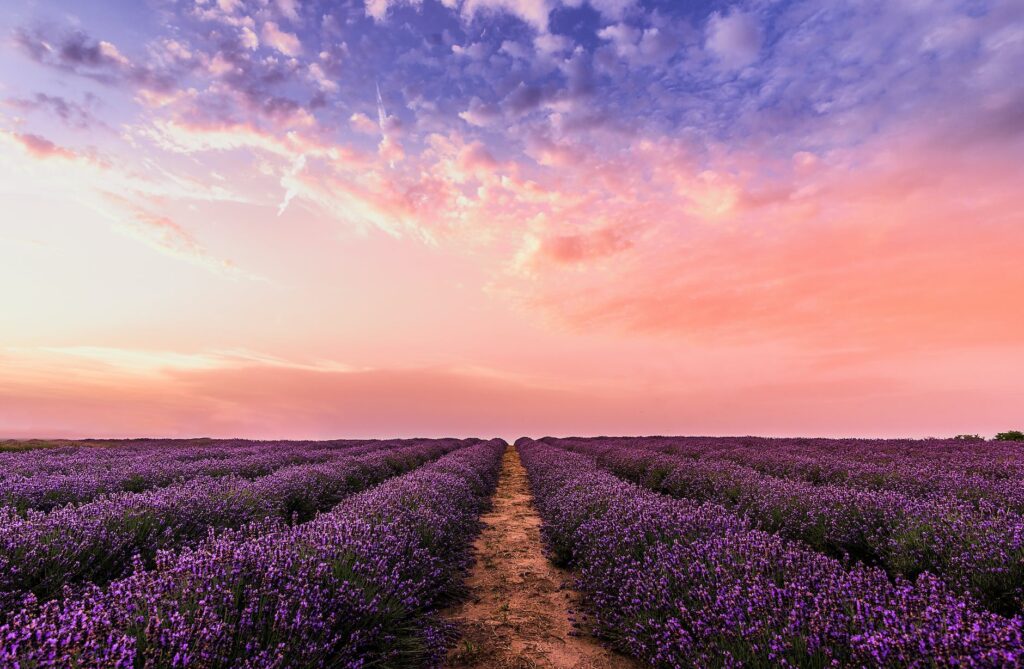 Your Ultimate Guide to Planting and Growing Aromatic Lavender - Sunset