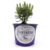 Essence Purple Lavender Plants & Plugs – Lavandula angustifolia