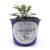 Silver Mist Lavender Plants & Plugs – Lavandula angustifolia