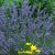 Grosso Lavender Plants & Plugs – Lavandula x intermedia