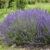 Imperial Gem Lavender Plants & Plugs – Lavandula angustifolia