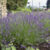 PHENOMENAL® Lavender Plants & Plugs – Lavandula x intermedia
