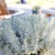 SENSATIONAL!® Lavender Plants & Plugs – Lavandula x intermedia