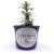 Hidcote Lavender Live Plants & Plugs – Lavandula angustifolia